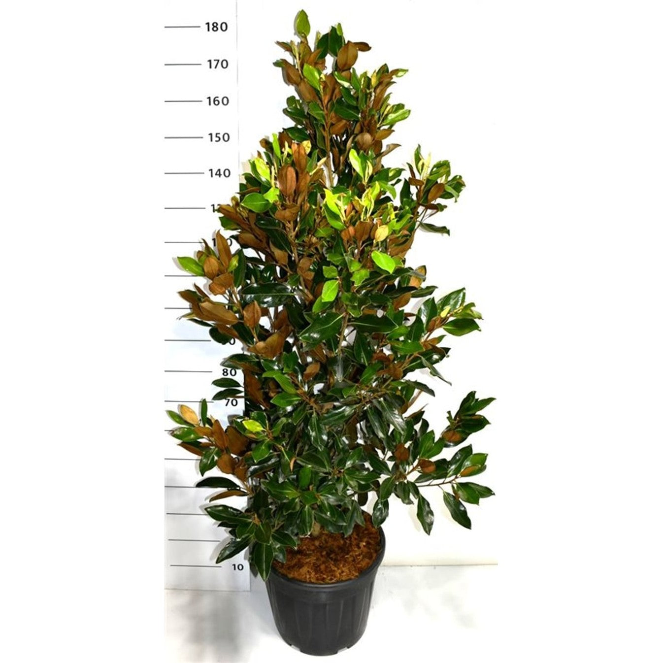 Städsegrön magnolia – Magnolia grandiflora 'Little Gem' - C30 125-150 cm.